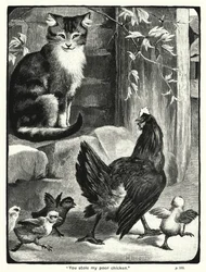 Hai rubato il mio povero pollo