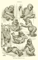 Giovane gorilla che gioca