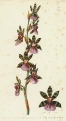 Zygopetalum Maxillare, Var Andersonianum