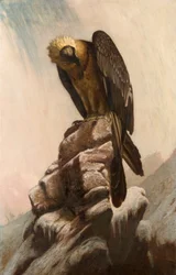 Aquila su scogliera