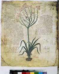Erbario Dioscoride (miniatura)