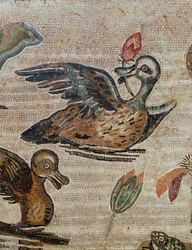 Anatre che nuotano in una piscina