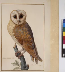 Pagina intera: studio di animali, 1650-75 circa (tempera su pergamena)