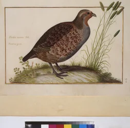 Pagina intera: studio di animali, 1650-75 circa (tempera su pergamena)