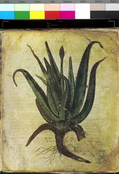 Pagina intera: illustrazione floreale: aloe