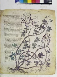Pagina intera: miniatura con iscrizioni: Rubus tomentosus (miniatura)