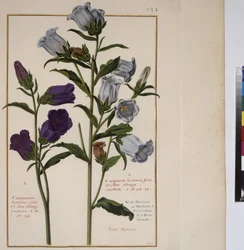 Pagina intera: studio di piante, 1650-75 ca.