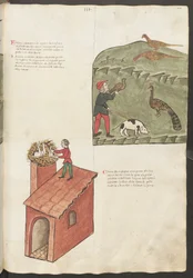 Pagina intera: testo e miniature: " Fasani " - " Pavone " (miniatura)