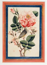 Rosa e usignolo ...