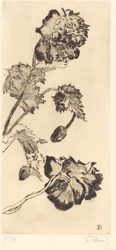 Fiori