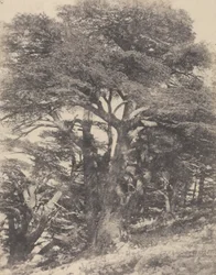 Groupe de Cèdres de Mt. Liban / [Gruppo di alberi di cedro, Monte Libano].
