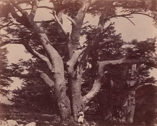 Monte Libano. Tronco di uno dei Cedri di Salomone, 1850-53