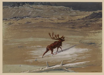 Cervo, 1871