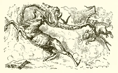 Il cervo che guarda nella pozza