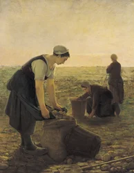 La raccolta delle patate
