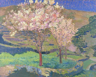 Alberi in fiore con terrazze