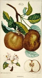 Melo, inciso da Lambert, c.1820
