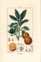 Bigaradier, arancia, Citrus aurantium, con ramo, foglia, fiore, frutto maturo e immaturo, e sezione del frutto