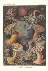 Attinie - Anemone di mare, Pl.49, da 