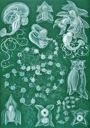 Esempi di Siphonophorae da 