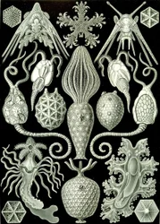 Illustrazione di Amphoridea da "Kunstformen der Natur" 1904