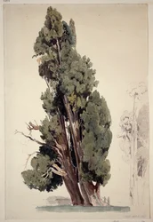 Cipressi nel parco di Villa d