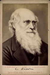 Charles Darwin, naturalista britannico