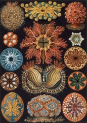 Ascidiae, tavola 85 da `Kunstformen der Natur`