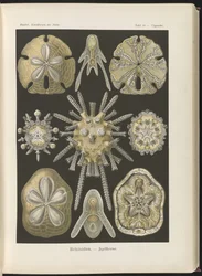 Echinidea: ricci di mare e dollari di mare