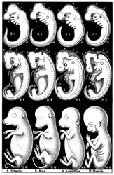 Confronto degli embrioni di maiale, mucca, coniglio e uomo di Haeckel