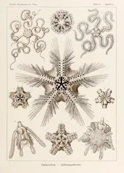 Tavola 10 Ophiothrix Ophiodea da 