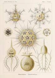 Tavola 1 Circogonia Phaeodaria da 