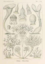 Tavola 3 Stentor Ciliata da 