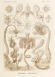 Tavola 6 Tubuletta Tubulariae da 