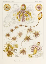 Tavola 7 Epibulia Siphonophorae da 