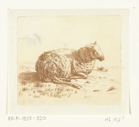 Pecora sdraiata
