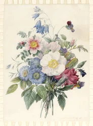 Astri Blu, Rosa Spinosissima Ibrida, Campanula, Viole, Garofano e una Rosa Selvatica, 1820