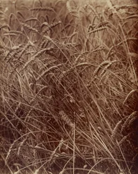 Grano