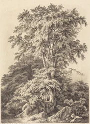 Boschetto di faggi