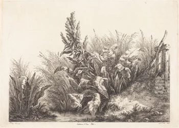 Romice acquatiche, studio