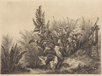 Romice acquatica