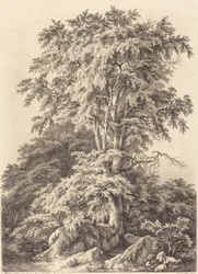 Boschetto di faggi
