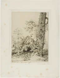 Rovo e Edera