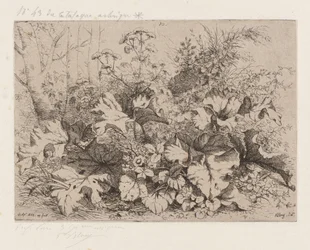 Bardana in fiore, 1858