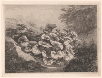Grande farfaraccio (serie Vier grote plantsoorten)