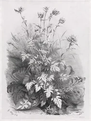 Gruppi di Varie Piante Disegnate dalla Natura: No. 7