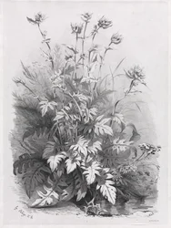 Gruppi di varie piante disegnate dalla natura: n. 7, 1848