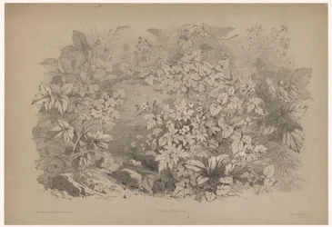 Acetosella e gerani