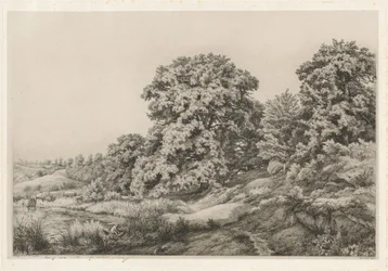 Querce vicino a uno stagno