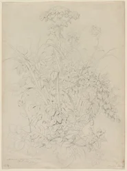 Studio di piante